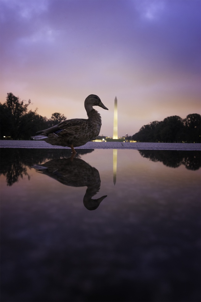 DC Ducks, washington dc, reflecting pool, puddle, reflection, ducks, washington monument, early morning, dawn, purple skies, lincoln memorial, national mall, home