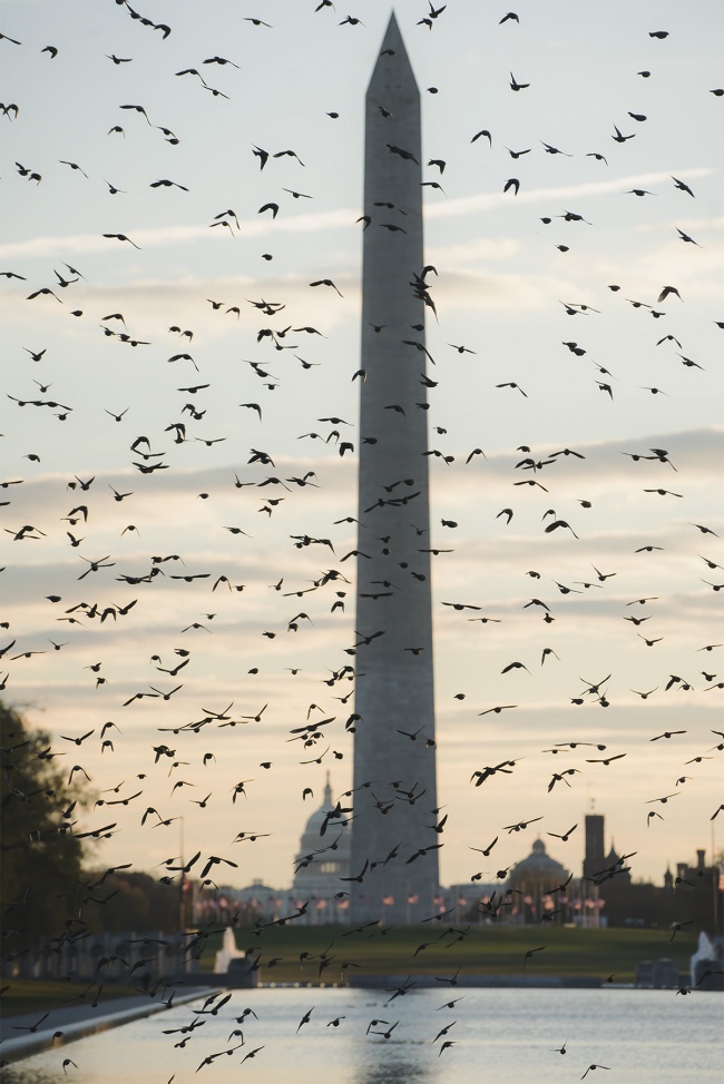 Birds of DC, national mall, washington dc, reflecting pool, lincoln memorial, black birds, washington monument, us capitol, early morning, sunrise, images, photos