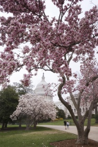 Magnolia Tree in Bloom, washington dc, us capitol, capitol hill, capitol building, national mall, spring, cherry blossoms, pink magnolia trees,