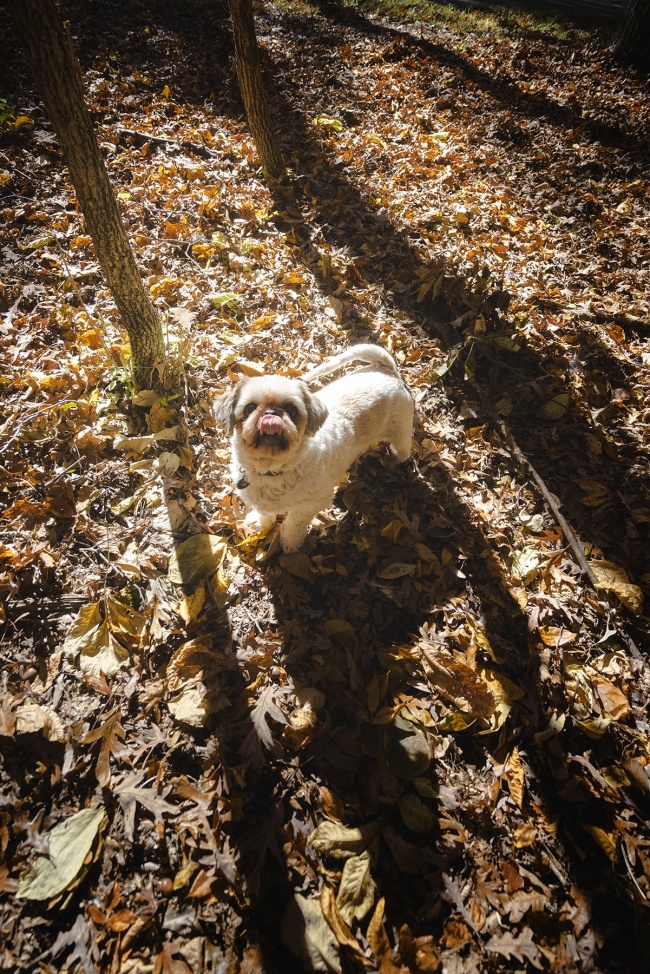 fall colors, shih tzu, frankenstein woopan, frankie, manassas, virginia, va, fall, autumn, colors, leaves, shadows, sun, landscape, portrait,