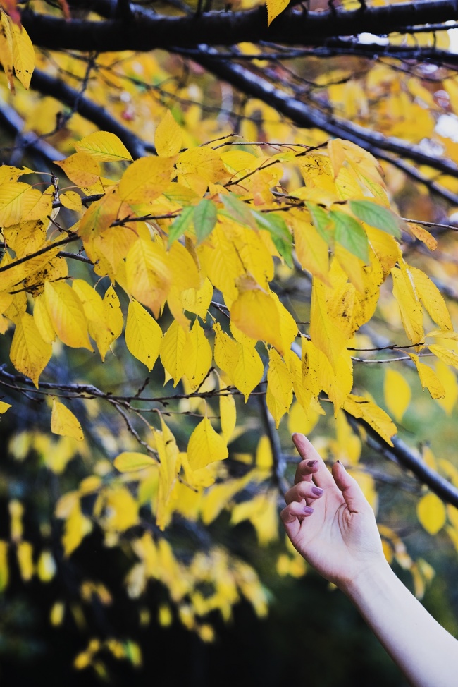 Yellow Leaves at the Tidal Basin, fall, autumn, leaves, washington dc, national mall, details, hand model, birch, cherry blossom trees, yellow leaves, details 70-200mm, brandon woelfel, inspired by, sunrise,