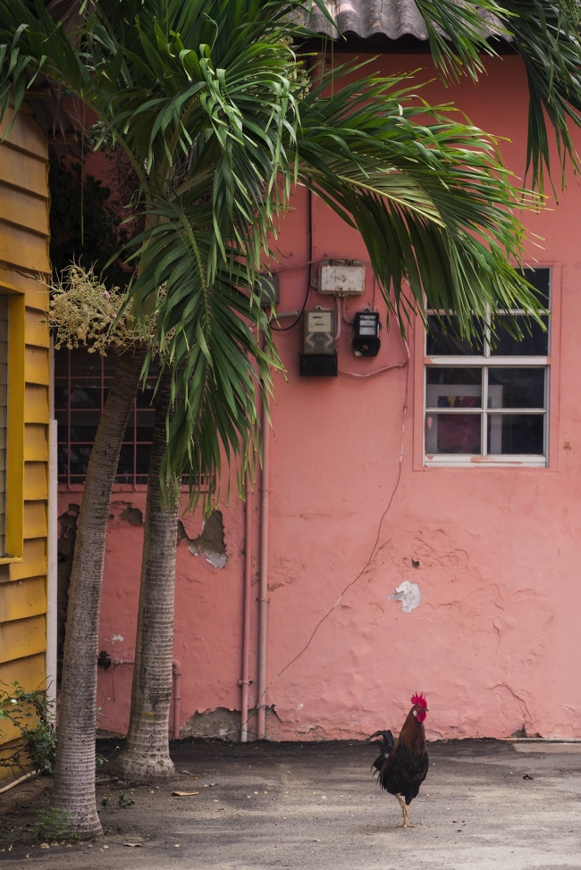 Island of Aruba, aruba, caribbean, rooster, visit, travel, girls trip, Oranjestad, island, summer vacation,