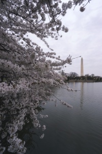 Cherry Blossoms in Washington, washington dc, tidal basin, spring, cherry blossom season, when is the best time to see cherry blossoms, flowers, trees, travel, visit, where are the best places to see cherry blossoms in washington dc, plan cherry blossom visit