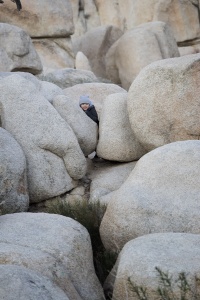 Barker Dam Trail, Joshua Tree, national park, california, boulders, rocks, trails, kids, traveling with toddlers, sunrise, government shutdown, winter, new years,