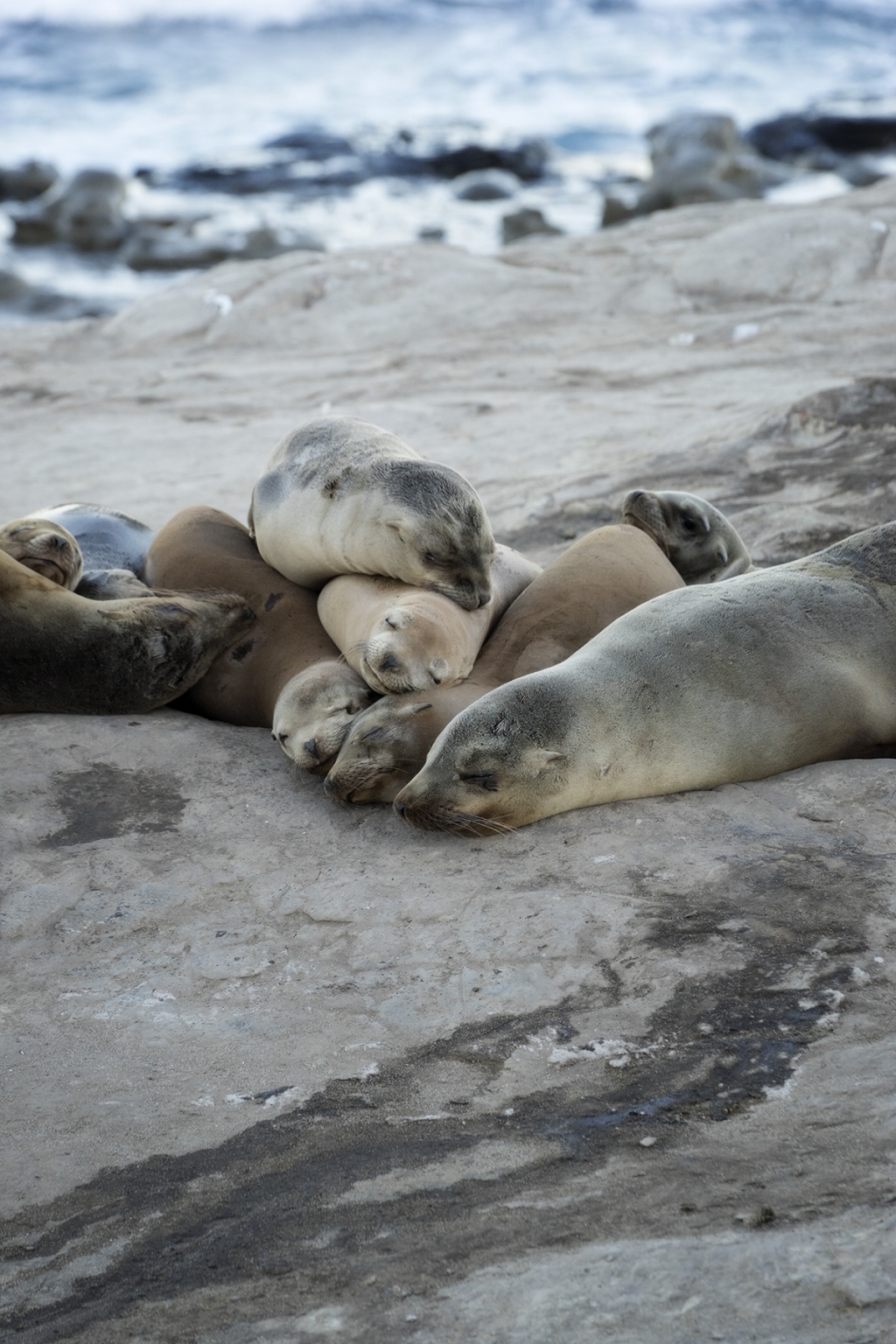La Jolla Seals