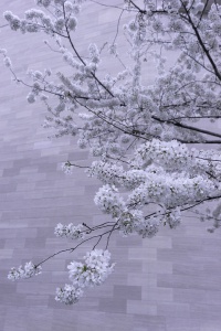 national gallery of art, nga, museum, washington dc, cherry blossoms, national mall, spring