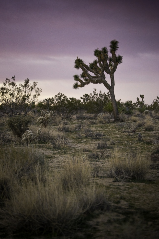 joshua tree, national park, sunrise, landscape, southern california, Colorado Desert, the Mojave Desert