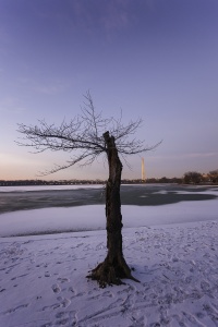 cherry blossom tree, tidal basin, washington monument, snow, ice, national mall, branches, photowalk