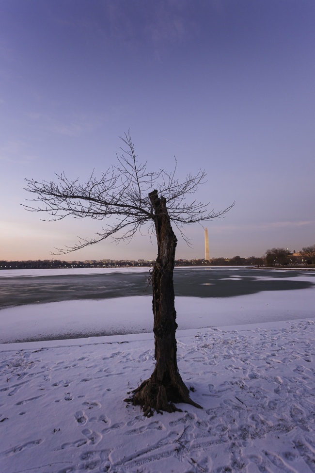 cherry blossom tree, tidal basin, washington monument, snow, ice, national mall, branches, photowalk