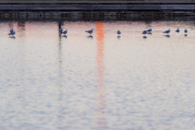 washington monument, washington dc, reflecting pool, us capitol, sunrise, early morning, ducks, birds, national mall,