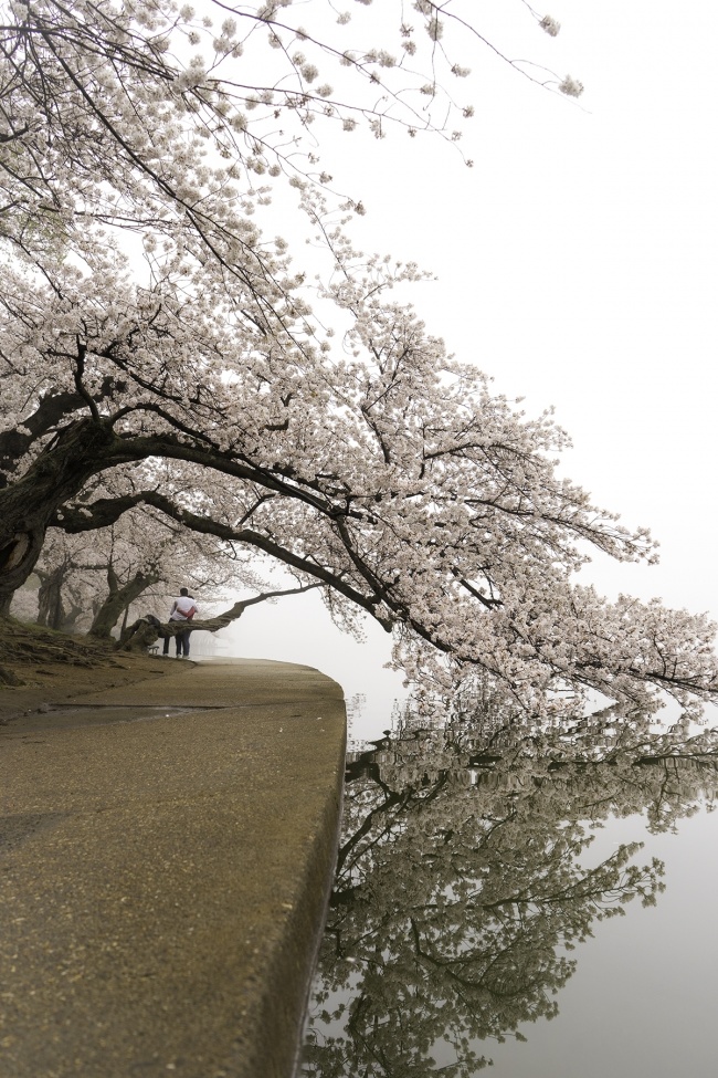 Cherry Blossom Countdown, 2019, washington dc, cherry blossom peak bloom, tidal basin, cherry trees, national mall, reflection, visit, cherry blossom festival,