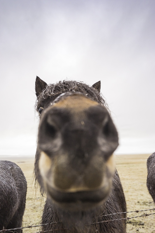 horses, iceland, close up, mirrorless, peak design, hand strap,