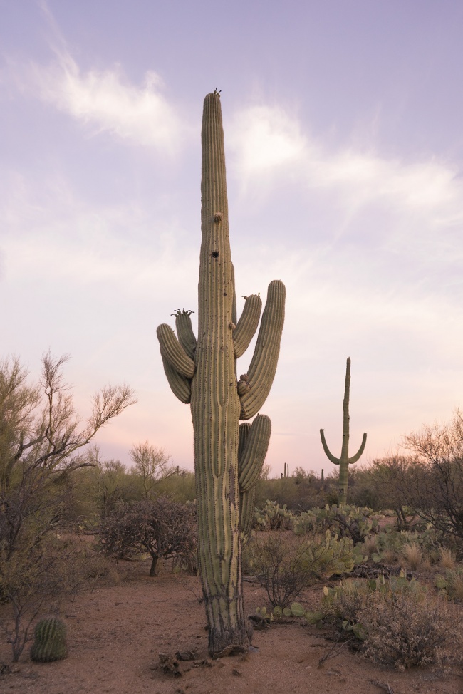 saguaro, cactus, sunset, saguaro national park, tucson, arizona, road trip, heat wave, summer, hot, cacti, national park