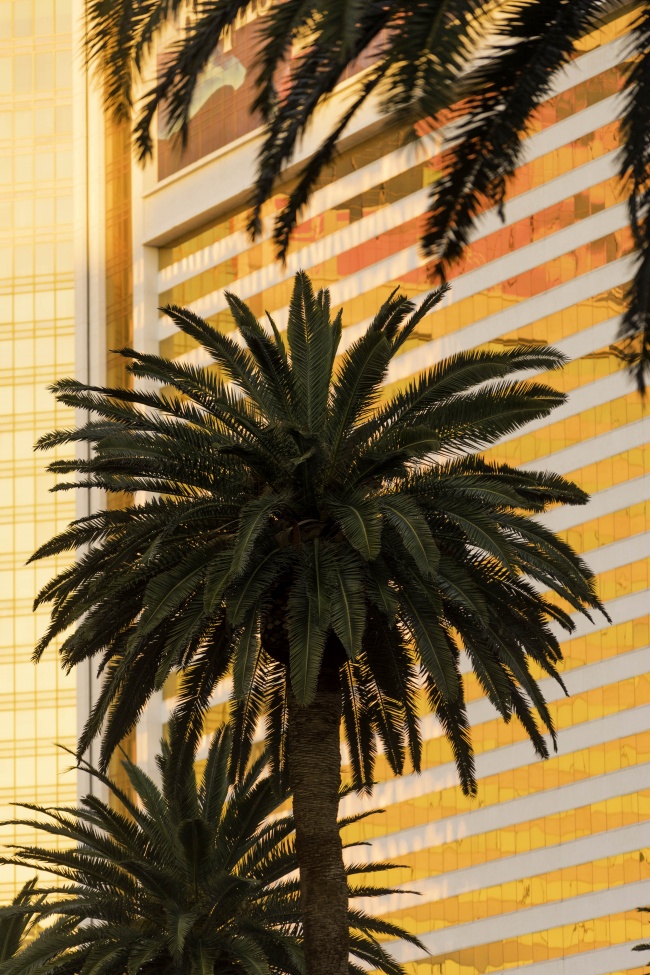 las vegas, the strip, las vegas blvd, palm trees, early morning, sunlight, pattern, framing, close up,