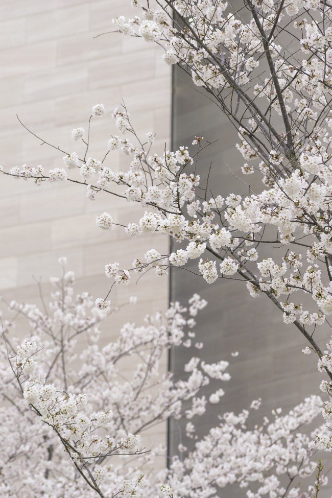 cherry blossoms, washington dc, national mall, national gallery of art, east wing, sunrise, early morning, cherry trees, flowers, spring