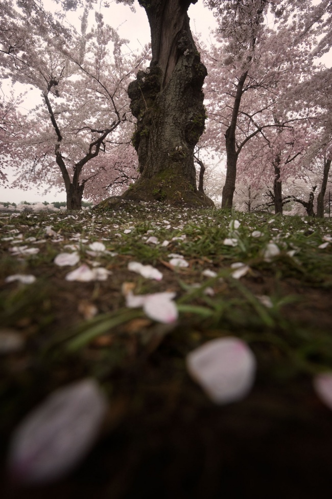 washington dc, cherry blossoms, season, flowers, petals, visit, cherry trees, spring, national mall, tidal basin, pink