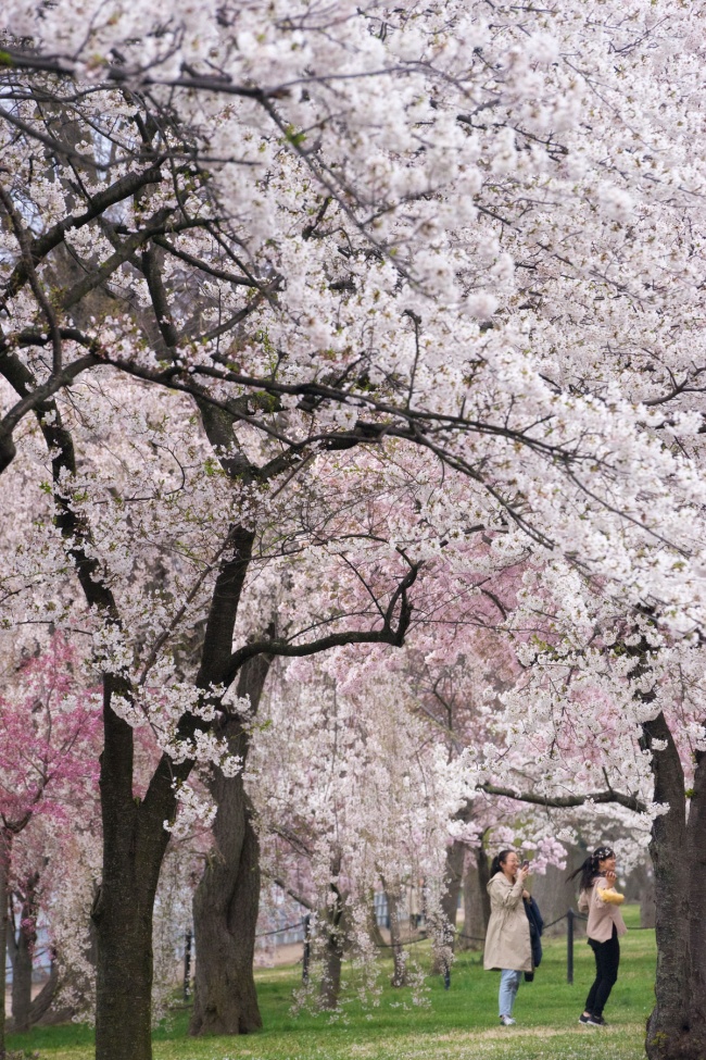 cherry blossoms, cherry trees, sakura, Kwanzan, weeping cherry blossoms, Yoshino cherry trees, pink, white, photoshoot, spring, tidal basin, national mall, washington dc