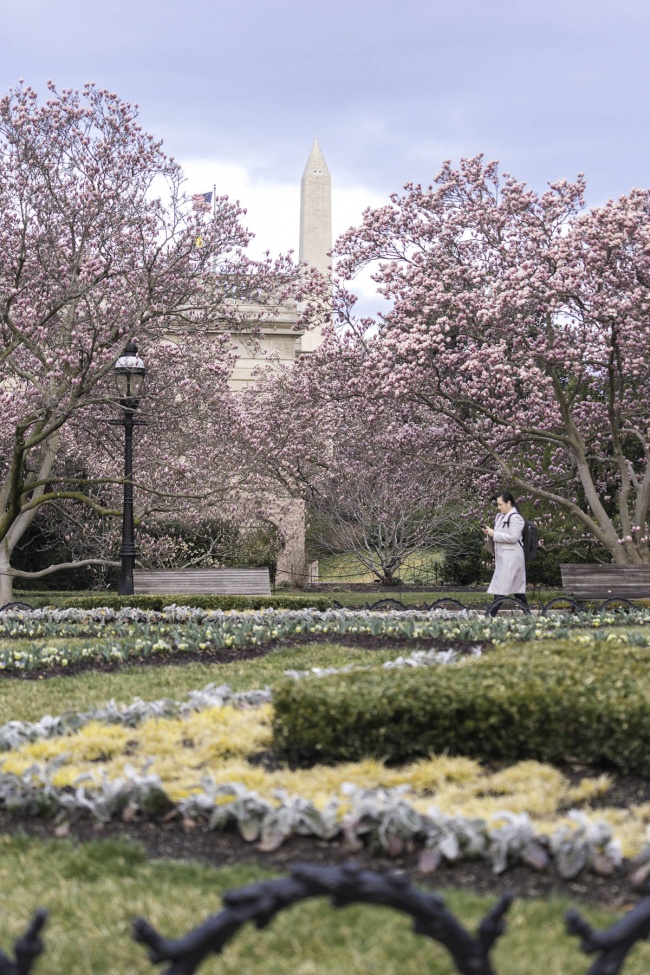 enid a haupt, garden, smithsonian, smithsonian castle, smithsonian gardens, magnolia, saucer magnolia, spring, pink, flowers, national mall, washington dc