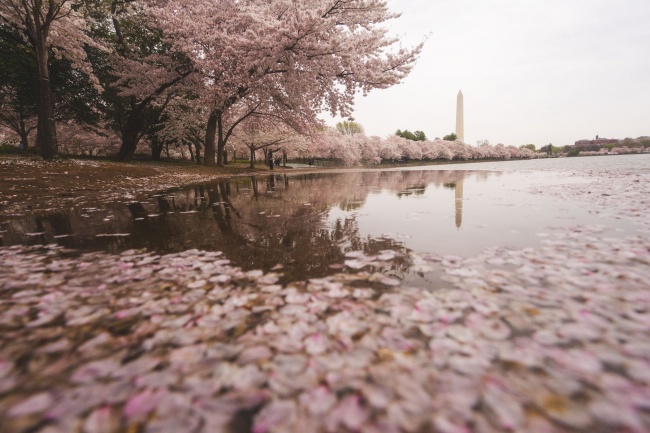 cherry blossoms, puddles, savethetidalbasin, tidal basin, national mall, washington dc, east potomac, washington monument, puddle, reflection