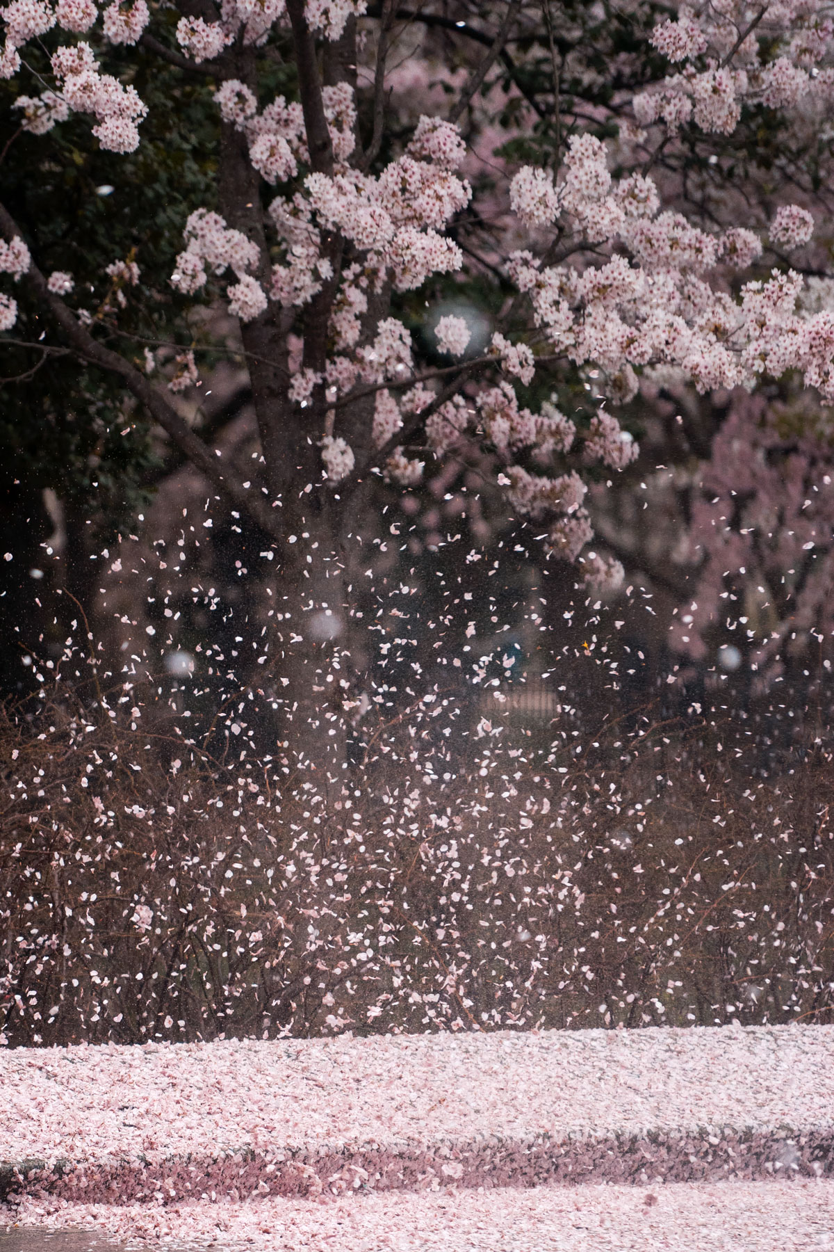 Blossom 2023. Опадающие лепестки Сакуры. Сакура дождь. Дождь из лепестков Сакуры. Сакура под дождем.