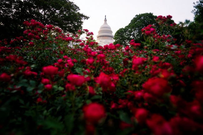 US Capitol, washington dc, capitol dome, architecture, roses, red roses, flowers, spring, national mall, capitol building, flowers,