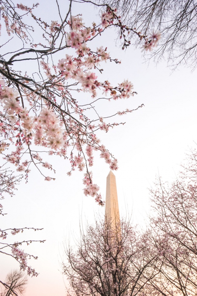 cherry blossoms, peak bloom, washington dc, national mall, washington monument, spring, cherry blossom season, pink, throwback