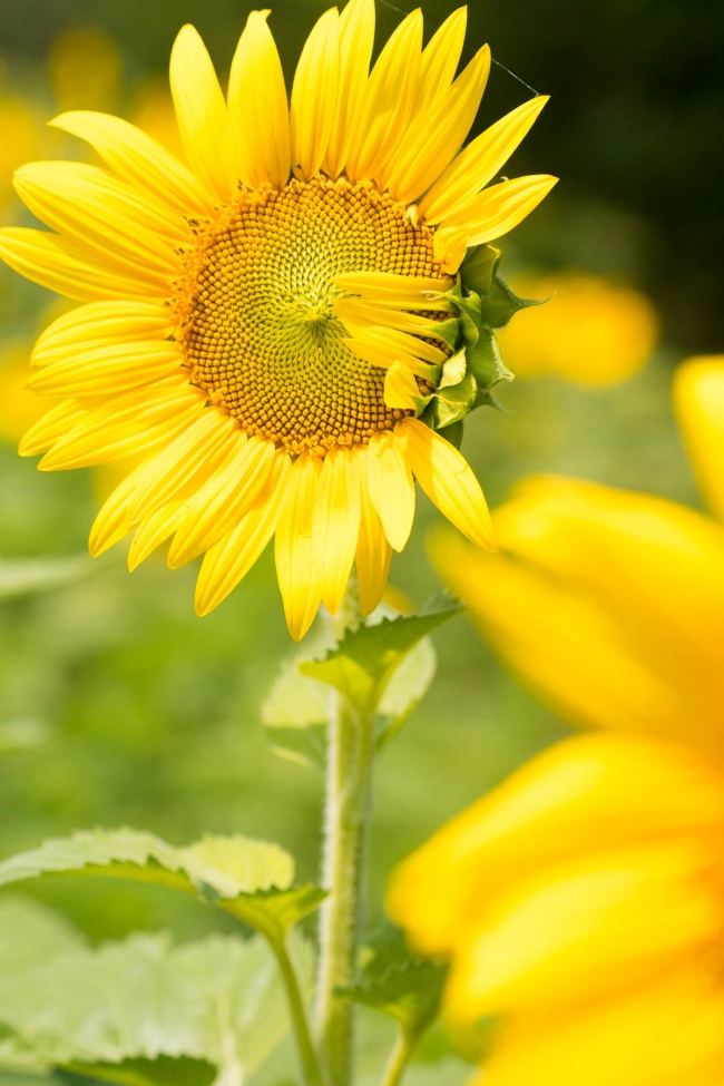 sunflower fields, sunflower, yellow, flower, mckee beshers, sunflower field in maryland, sunflower fields near me, summer, close up