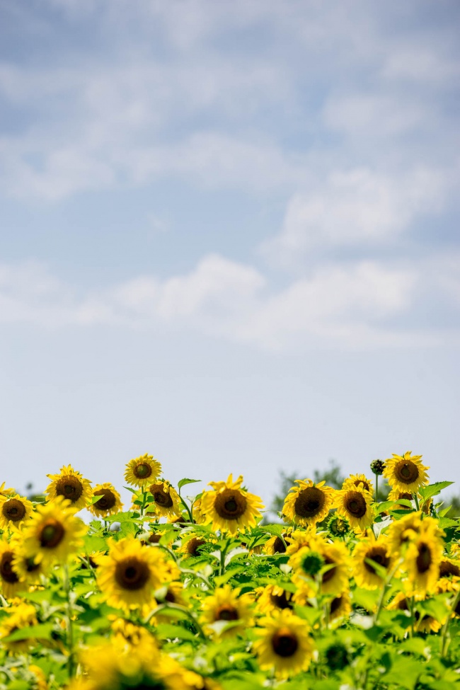 sunflower fields, sunflowers, yellow flowers, mckee beshers wildlife management area, poolesville, potomac, maryland, md, summer, blue skies
