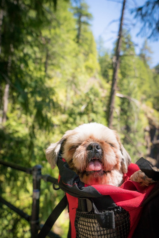 frankenstein woopan, frankie, shih tzu, dogs, k9 sport sack, toketee falls, umpqua national forest, oregon, road trip, travel, visit, west coast