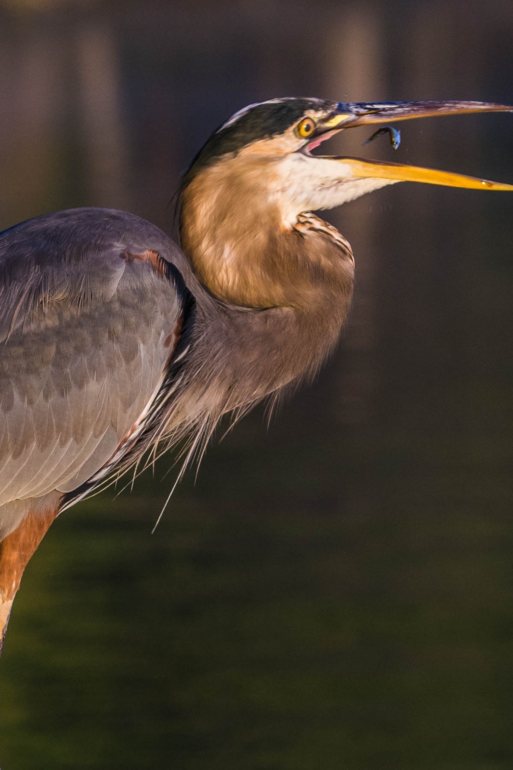 great blue heron diet