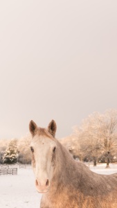 virginia, va, snow, winter, horse, white, barn, portrait, neighborhood farm, neighbood barn