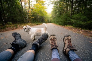 new england, new hampshire, white mountains, national forest, hike, hiking shoes, merrell boots, hiking boots, paved trail, shih tzu, travel, cathedral ledge, crawford,