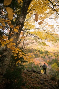 new england, new hampshire, crawford notch, flume cascade, photographer, fall, autumn, trees, road side, road trip,