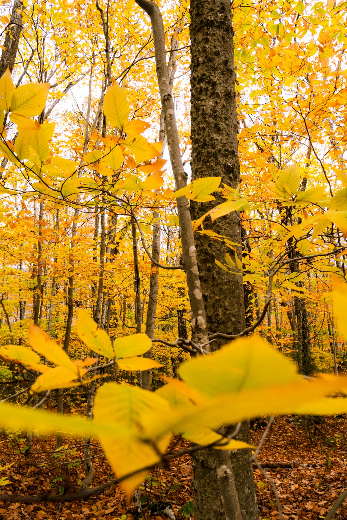 mount willard, yellow trees, fall, autumn, new hampshire, new england,
