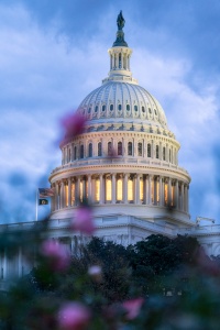 us capitol, roses, us capitol grounds, us capitol building, sunrise, blue hour