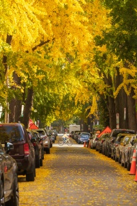 swann street, ginkgos, washington dc, northwest washington dc, nwdc, fall, yellow