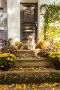 shih tzu, frankie, frankenstein woopan, pumpkins, facade, row houses, nwdc, northwest dc