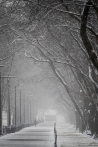 reflecting pool, path, walkway, trees, depth