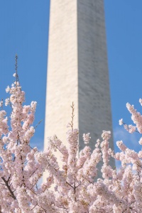 washington monument, washington dc, cherry blossoms, pink flowers, blossoms,