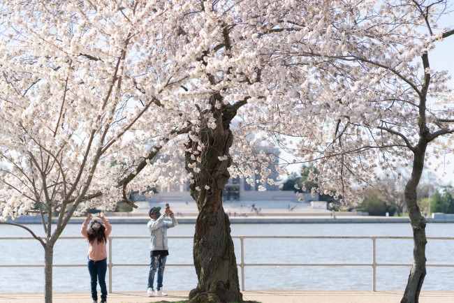 tidal basin, cherry blossoms, street photography, flowers, spring, blossoms, bloom, washington dc, national mall