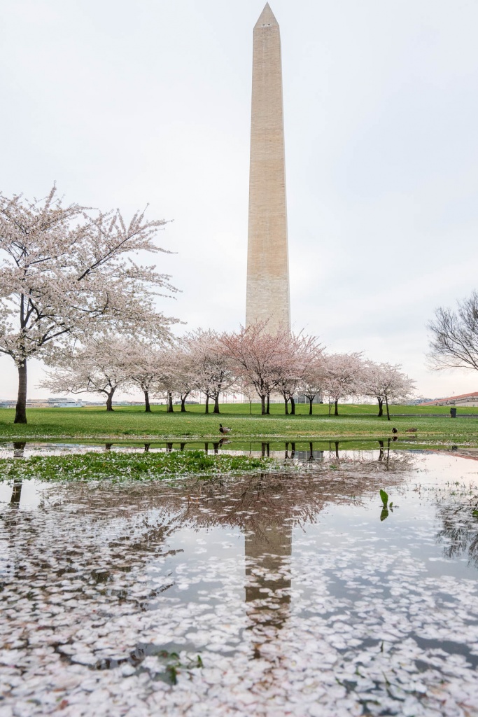 washington dc, washington monument, puddle, national mall, cherry blossoms, spring, sakura,
