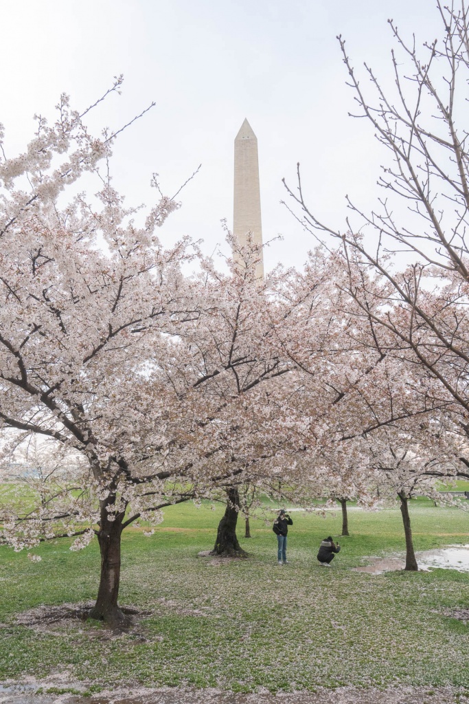 washington dc, washington monument, puddle, national mall, cherry blossoms, spring, sakura,