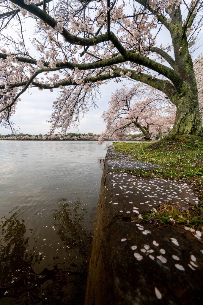 tidal basin, washington dc, cherry blossoms, cherry trees, branches, flowers, petals,