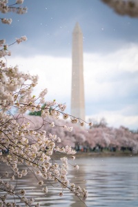 tidal basin, washington dc, national mall, cherry blossoms, petals, flowers, spring, northwest dc, washington monument,