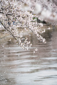 tidal basin, washington dc, national mall, cherry blossoms, petals, flowers, spring, northwest dc,