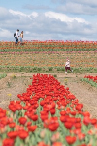 burnside farms, nokesville, virginia, va, tulip farm, tulip field, tulips, spring, flowers,