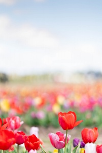 burnside farms, nokesville, virginia, va, tulip farm, tulip field, tulips, spring, flowers,