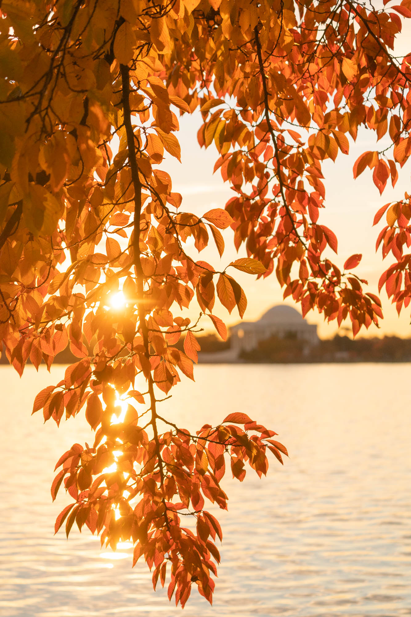 jefferson memorial, autumn, fall colors, leaves, orange,