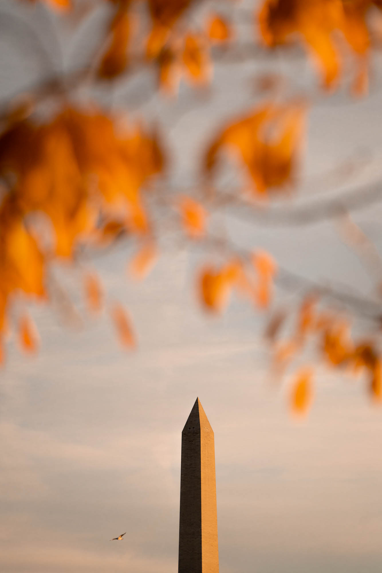 jefferson memorial, autumn, fall colors, leaves, orange, washington monument