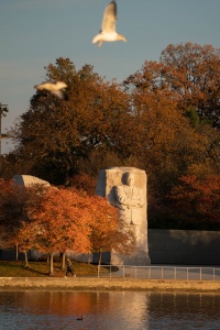 jefferson memorial, autumn, fall colors, leaves, orange, washington monument, martin luther king jr memorial, mlk jr, national mall